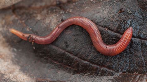 Do earthworms have eyes?